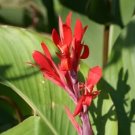 Canna Hardy Red Likely Old Heirloom Zone 6 Hardy Seeds Fresh Garden