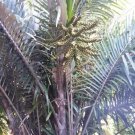 Arenga Engleri Sugar Palm Cold Hardy Seeds Fresh Garden