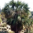 Brahea Aculeatasinaloan Hesper Palm Cold Hardy Seeds Fresh Garden