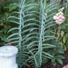 Euphorbia Lathyris Gopher Purge Perennial Seeds Fresh Garden