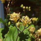 Tricyrtis Puberula Japanese Toad Lily Seeds Fresh Garden