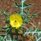 Argemone Mexicana Mexican Prickly Poppy Perennial Seeds Fresh Garden