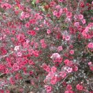 Leptospermum Scoparium New Zealand Tea Tree Seeds Fresh Garden
