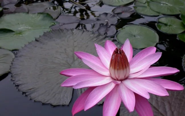 Nymphaea Pink Night Blooming Tropical Water Lily Seeds Fresh Garden