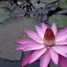 Nymphaea Pink Night Blooming Tropical Water Lily Seeds Fresh Garden