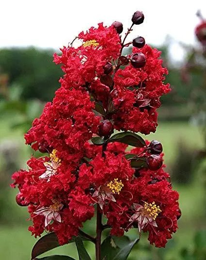 Lagerstroemia Dynamite Hardy Red Crape Myrtle Seeds Fresh Garden