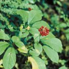 Panax Quinquefolius American Ginseng Herb Seeds Fresh Garden