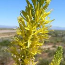 Stanleya Pinnata Prince'S Plume Perennial Seeds Fresh Garden
