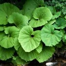 Petasites Hybridus Butter Burr Huge Leaves Seeds Fresh Garden