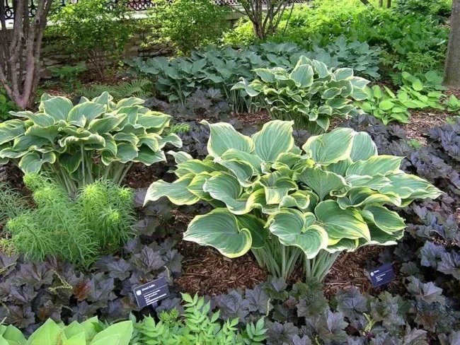 Hosta Sagae Blue & Gold Variegated Leaves Seeds Fresh Garden