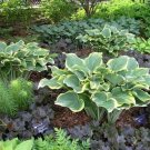 Hosta Sagae Blue & Gold Variegated Leaves Seeds Fresh Garden