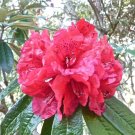Rhododendron Arboreum Rhododendron Seeds Fresh Garden