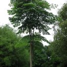 Oroxylum Indicum India Trumpet Flower Exotic Seeds Fresh Garden