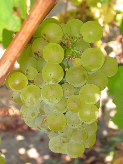 Vitis Vinifera Chardonnay Wine Grape Seeds Fresh Garden