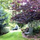 Cercis Canadensis Forest Pansy Red Leaved Eastern Redbud Tree Seeds Fresh Garden