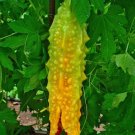 Mormordica Charantia Bitter Melon Seeds Fresh Garden