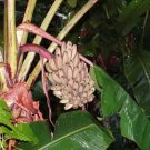 Musa Argentii Rare Hardy Banana Exotic Seeds Fresh Garden