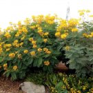Caesalpinia Pulcherrima Yellow Bird Of Paradise Shrub Seeds Fresh Garden