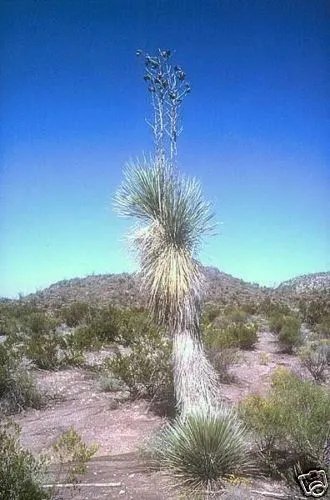 Yucca Rostrata Blue Beaked Yucca Hardy Exotic Seeds Fresh Garden
