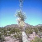 Yucca Rostrata Blue Beaked Yucca Hardy Exotic Seeds Fresh Garden