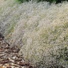 Gypsophila Paniculata Baby'S Breath Seeds Fresh Garden