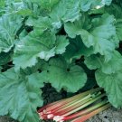 Rheum Rhabarbarum Victoria Rhubarb Seeds Fresh Garden
