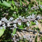 Myrica Cerifera Southern Wax Myrtle Seeds Native Fresh Garden