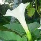 Datura Meteloides Moonflower Hardy To Zone 5B Gorgeous Fresh Garden