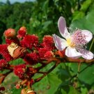 Bixa Orellana Lipstick Tree Seeds Fresh Garden