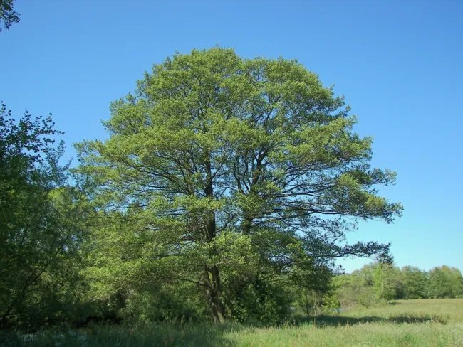 Alnus Glutinosa Common Alder Tree Seeds Fresh Garden