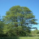 Alnus Glutinosa Common Alder Tree Seeds Fresh Garden
