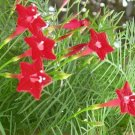 Ipomoea Quamoclit Cypress Vine Seeds Fresh Garden