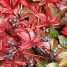 Parthenocissus Quinquefolia Virginia Creeper Vine Seeds Fresh Garden