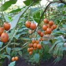 Cyphomandra Betacea Tree Tomato Seeds Fresh Garden