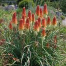 Kniphofia Uvaria Red Hot Poker Seeds Fresh Garden