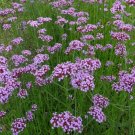Verbena Bonariensis Tall Verbena Seeds Fresh Garden