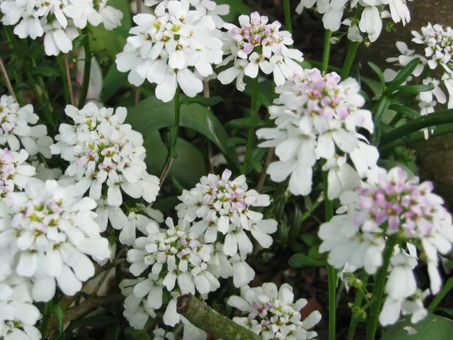 Iberis Sempervirens Perennial Candytuft Seeds Fresh Garden