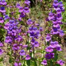 Penstemon Spectabilis Showy Penstemon Seeds Fresh Garden