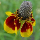 Ratibida Columnifera Prairie Coneflower Seeds Fresh Garden