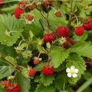 Fragaria Vesca Alpine Strawberry Seeds Fresh Garden