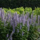 Agastache Blue Hybrid Blue Hyssop Seeds Fresh Garden