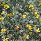 Lotus Rigidus Shrubby Deervetch Seeds Fresh Garden