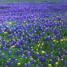 Lupinus Texensis Texas Bluebonnet Seeds Fresh Garden