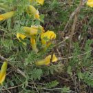 Caragana Microphylla Little Leaf Siberian Pea Shrub Seeds Fresh Garden
