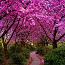 Cercis Siliquastrum Judas Tree Seeds Fresh Garden