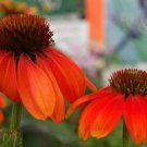 Echinacea Sombrero Series Orange Coneflower Seeds Fresh Garden