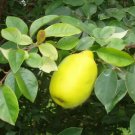 Pseudocydonia Sinensis Chinese Quince Tree Seeds Fresh Garden