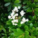 Viburnum Obovatum Walter'S Viburnum Evergreen Shrub Seeds Fresh Garden