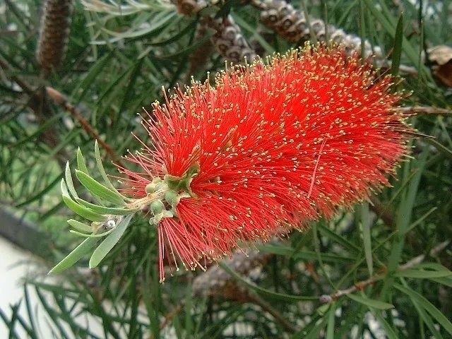 Callistemon Rigidus Hardy Red Bottlebrush Seeds Fresh Garden