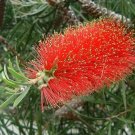Callistemon Rigidus Hardy Red Bottlebrush Seeds Fresh Garden